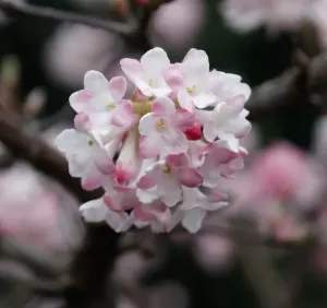 Kalina vonná 'December Dwarf'
