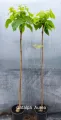 Catalpa kulista AUREA