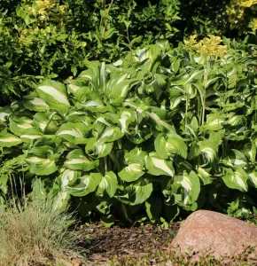 Bohyška -  Hosta UNDULATA MEDIOVARIEGATA