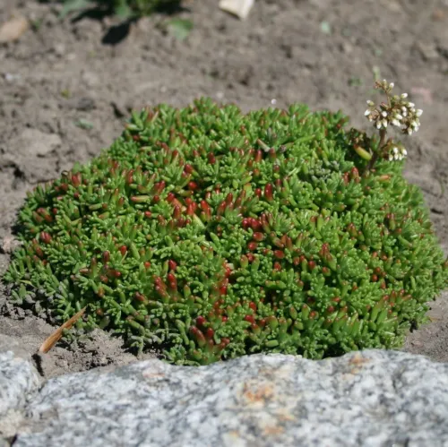 Rozchodník CORAL CARPET