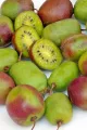 Mini Kiwi WEIKI M