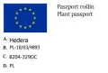 Bluszcz Pospolity THORNDALE