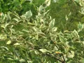 brzoza-nadrzeczna-shiloh-splash-betula-nigra-7.jpg