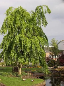 Zmarličník PENDULA