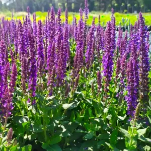 Šalvěj hajní SENSATION COMPACT VIOLET 