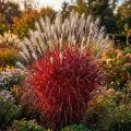 Miskant Lady in Red