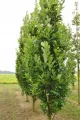 Dąb WINDCANDLE