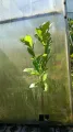 Dąb WINDCANDLE