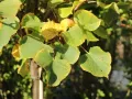 Lipa WINTER ORANGE