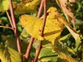 Lipa WINTER ORANGE