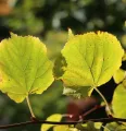 Lipa WINTER ORANGE