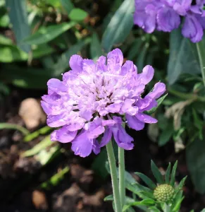 Hlaváč  Mariposa Blue
