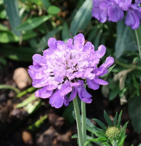 Hlaváč  Mariposa Blue