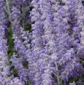 Perovskia łobodolistna LACEY BLUE