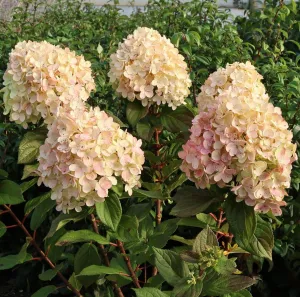 Hortenzie LIME LIGHT PRIME
