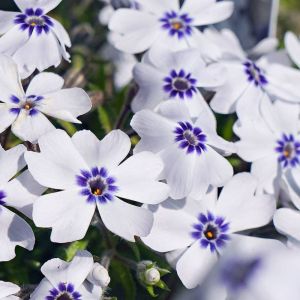 Plamenka šídlovitá BAVARIA