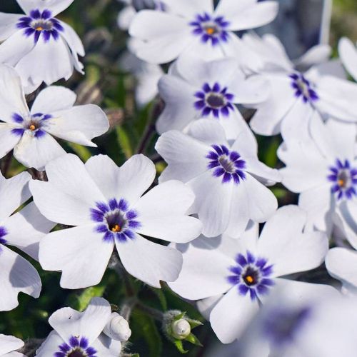 Plamenka šídlovitá BAVARIA