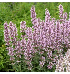 Šanta kočičí 'Serene Wild Orchid'