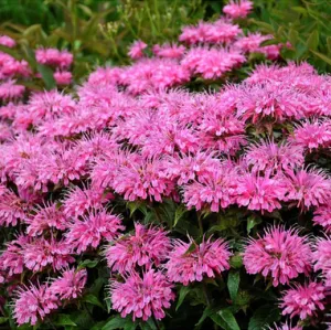 Zavinutka 'Sugar Buzz'