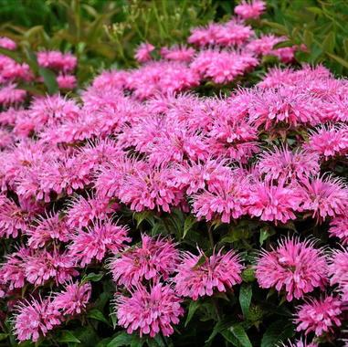 Zavinutka 'Sugar Buzz'