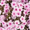 Floks FLAME LA CREME PINK