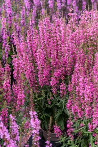 Kyprej vrbice 'Hot Pink'
