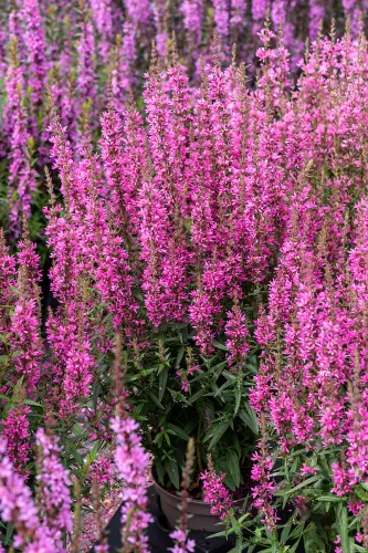 Kyprej vrbice 'Hot Pink'