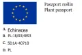 Jeżówka PEARL DARK PINK