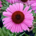 Jeżówka PEARL DARK PINK