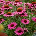Jeżówka PEARL DARK PINK