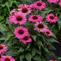 Jeżówka PEARL DARK PINK