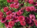 Jeżówka sunseekers SWEET FUCHSIA
