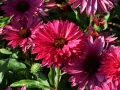 Jeżówka sunseekers SWEET FUCHSIA