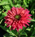 Jeżówka sunseekers SWEET FUCHSIA