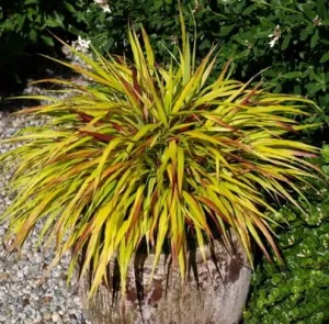 Tráva Hakonechloa  MULLED WINE