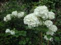 Kalina japońska GRANDIFLORUM