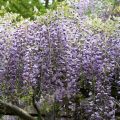 Wisteria szczepiona Formosa ISSAI