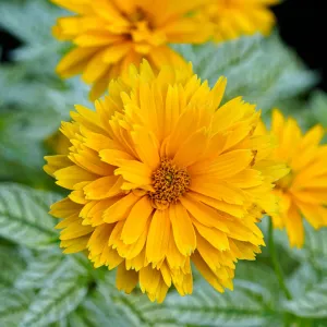Slunečnice DOUBLE SUNSTRUCK