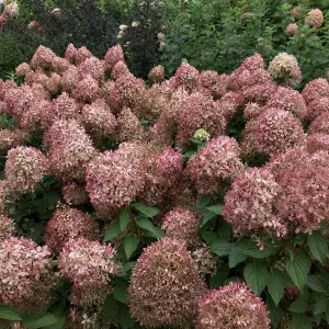 Hortenzie PIXIO 