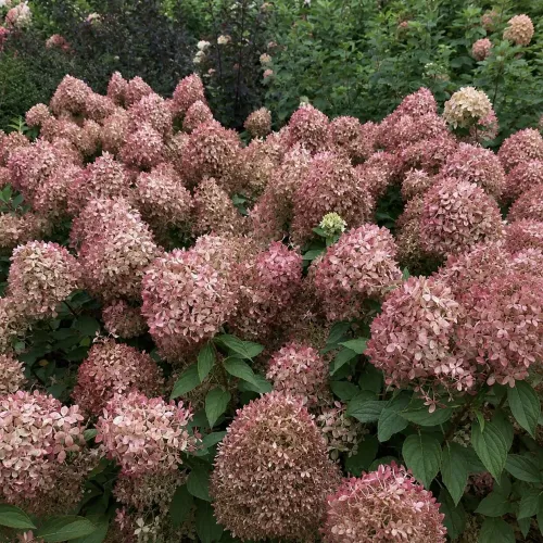 Hortenzie PIXIO 