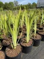 Irys VARIEGATA