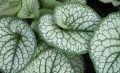 Brunnera SEA HEART