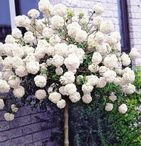 Kalina anglická na kmínku 