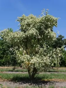 Dřín střídavolistý 'Variegata'
