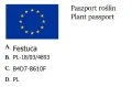 Kostrzewa