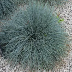 Kostřava BLAUGLUT