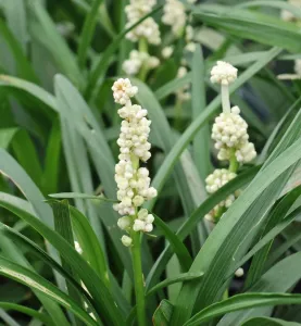 Liriope MONROE WHITE