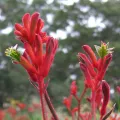 Kangurza Łapa INFERNO