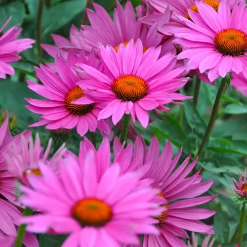 Třapatka  JS ROHO