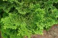 Cyprysik NANA GRACILIS AUREA